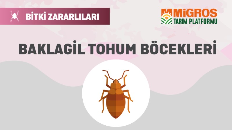 Bitki Zararlıları 10