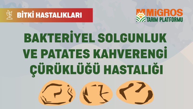 Bitki Hastalıkları - Bakteriyel Solgunluk ve Patates Kahverengi Çürüklüğü hastalığı