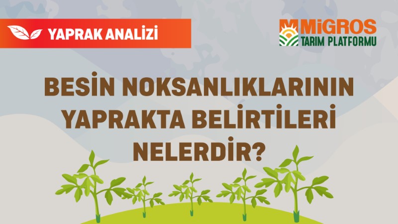 Şaduman Keser Yaprak Analizi 3