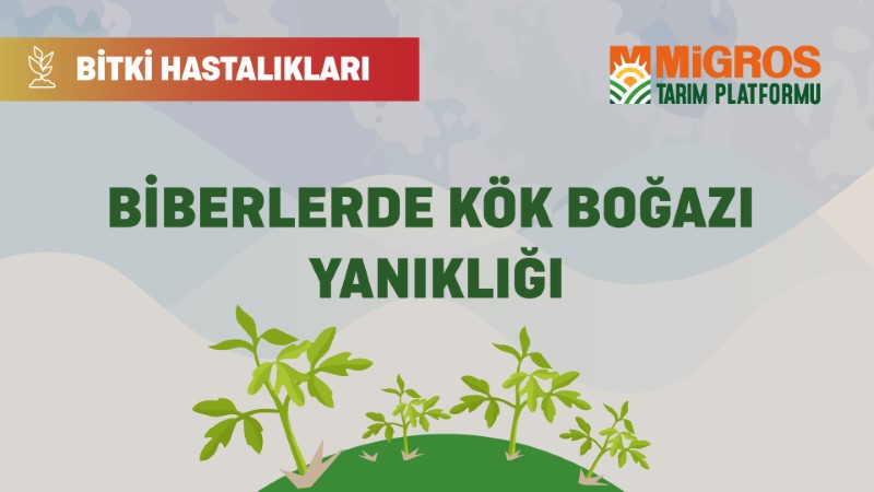 Bitki Hastalıkları - Biberlerde Kök Boğazı Yanıklığı