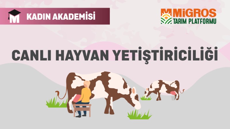 Canlı Hayvan Yetiştiriciliği