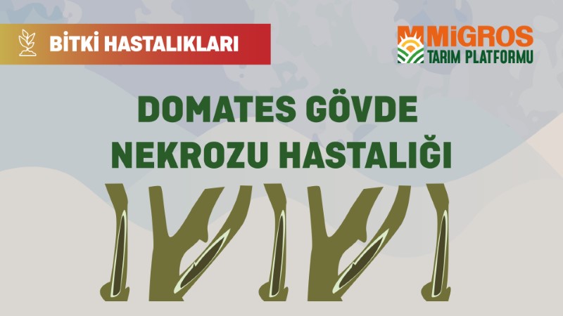 Bitki Hastalıkları Bölüm 12