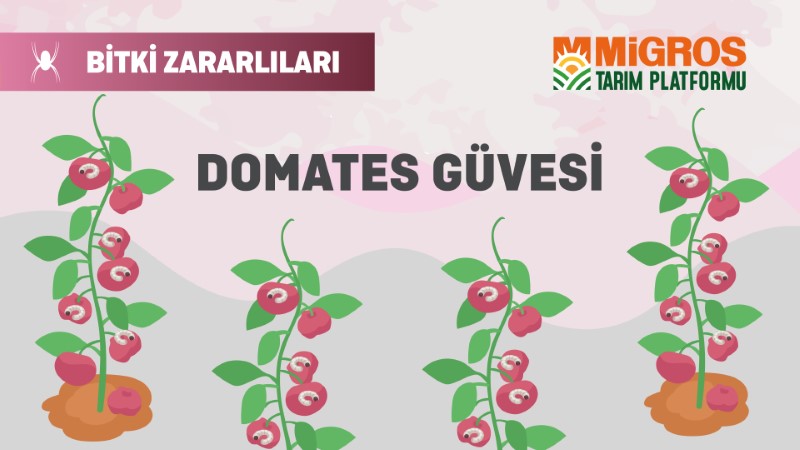Bitki Zararlıları 6