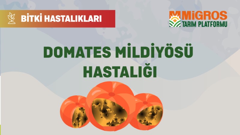 Bitki Hastalıkları Bölüm 14