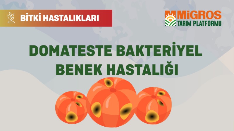 Bitki Hastalıkları Bölüm 13