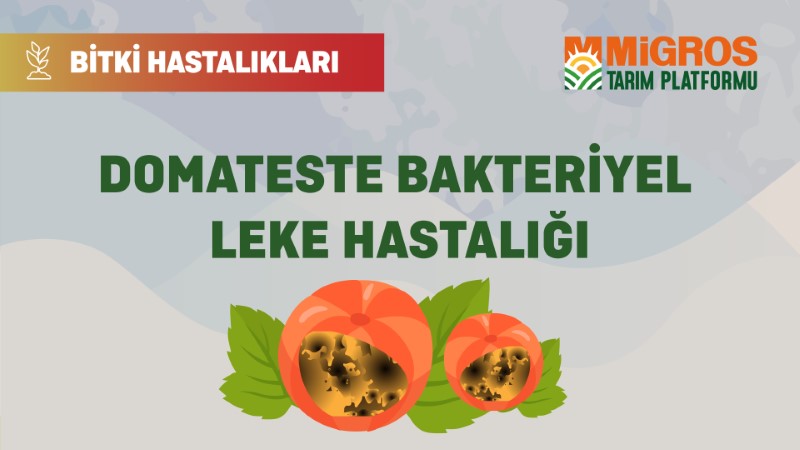 Bitki Hastalıkları Bölüm 17