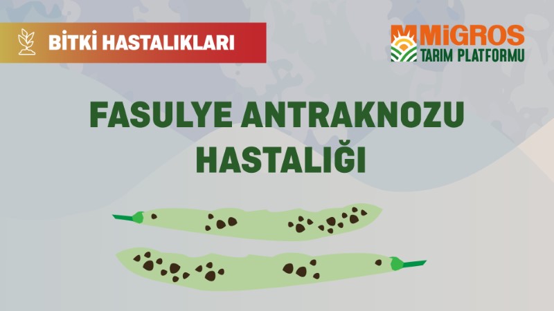 Bitki Hastalıkları Bölüm 22