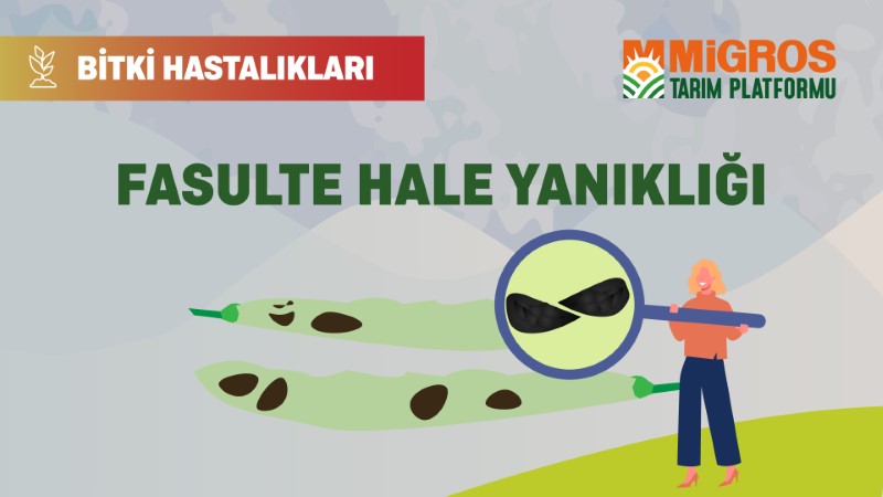 Bitki Hastalıkları Bölüm 23