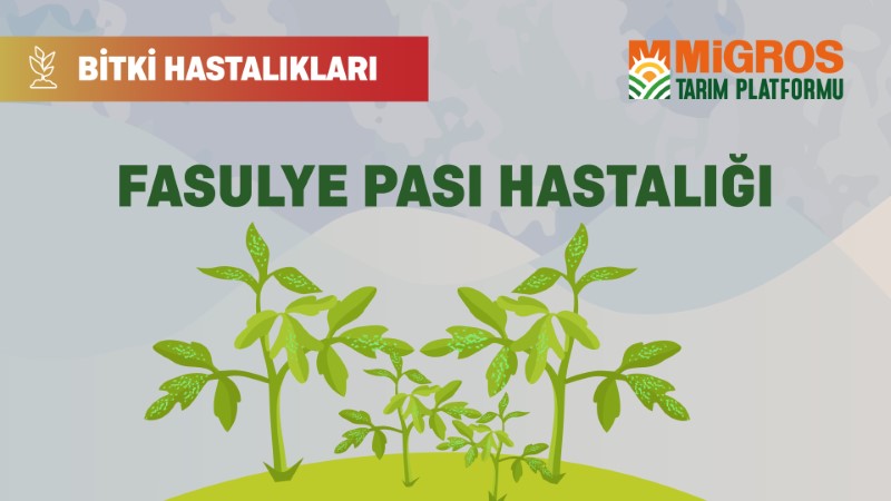 Bitki Hastalıkları Bölüm 24