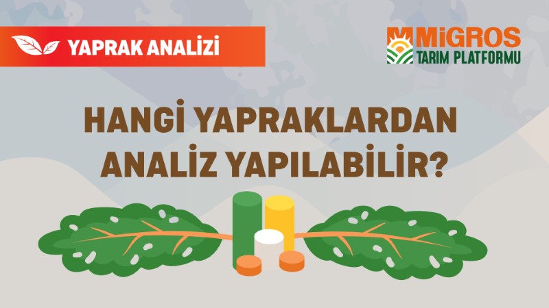 Şaduman Keser Yaprak Analizi 4
