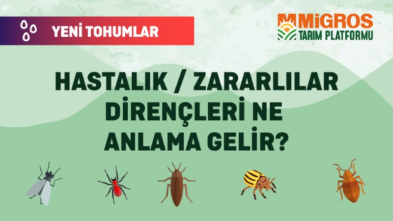 Malik Arsal Köse Yeni Tohumlar 9