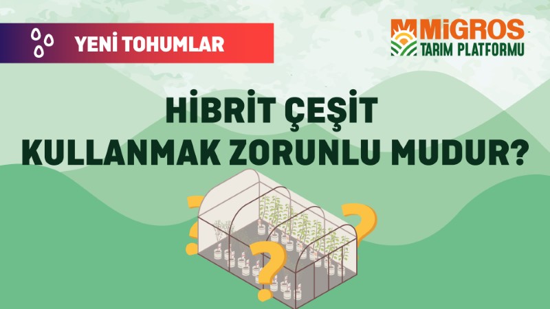 Malik Arsal Köse Yeni Tohumlar 7