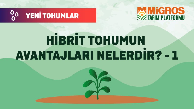 Malik Arsal Köse Yeni Tohumlar 3