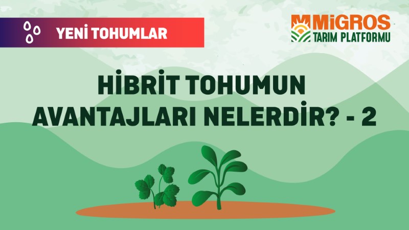 Malik Arsal Köse Yeni Tohumlar 4