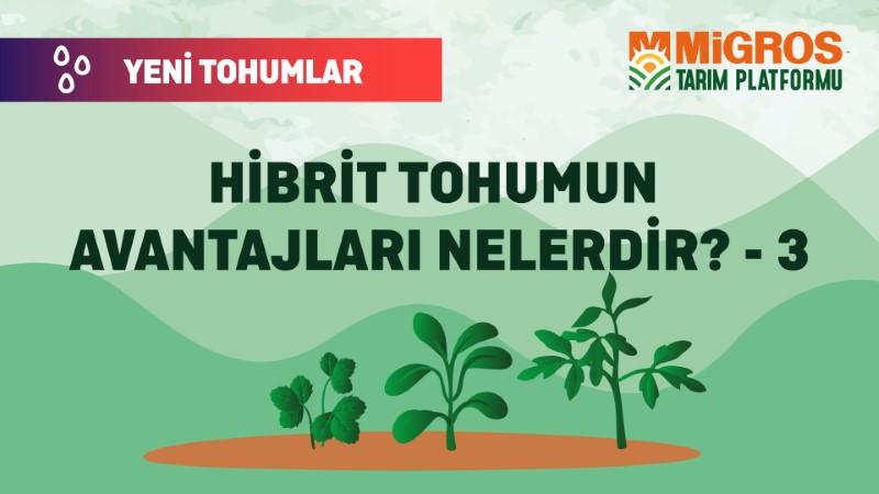 Malik Arsal Köse Yeni Tohumlar 5