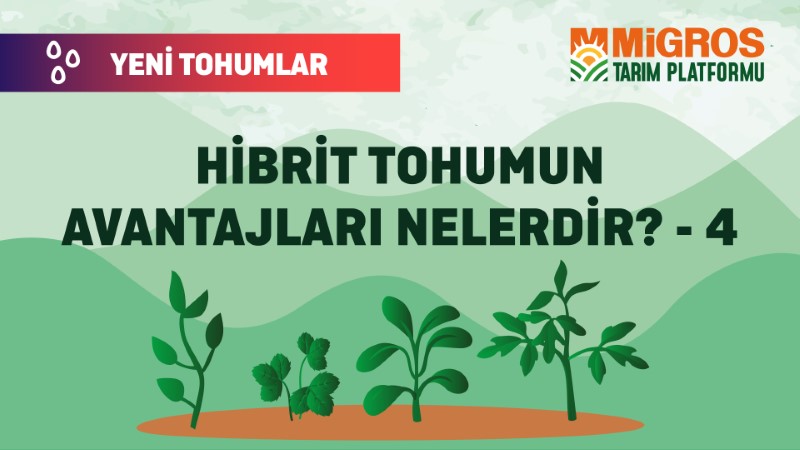 Malik Arsal Köse Yeni Tohumlar 6
