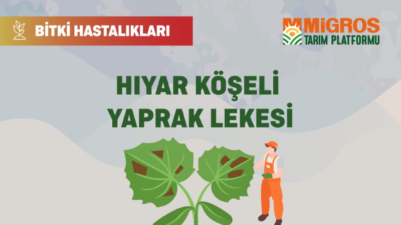 Bitki Hastalıkları Bölüm 20