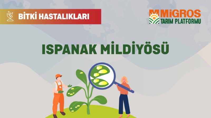 Bitki Hastalıkları - Ispanak Mildiyösü