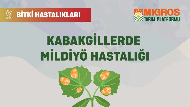 Bitki Hastalıkları Bölüm 19