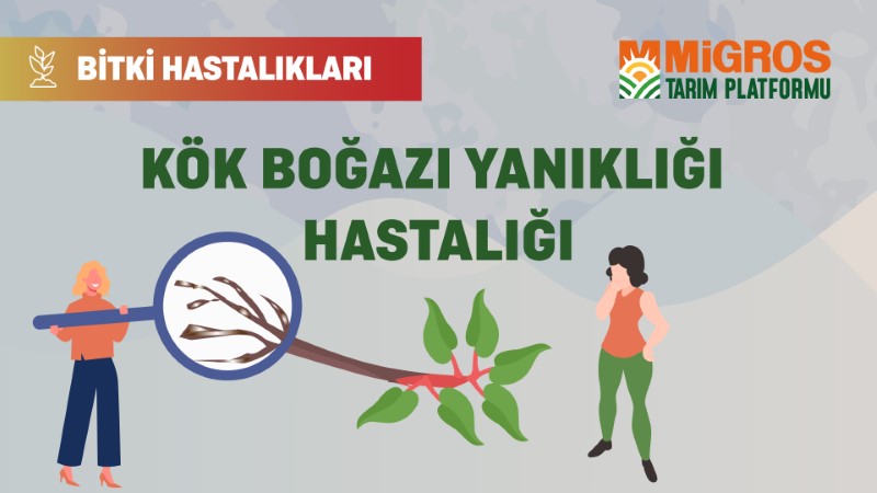 Bitki Hastalıkları - Kök Boğazı Yanıklığı Hastalığı