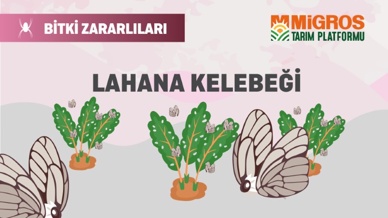 Bitki Zararlıları 17