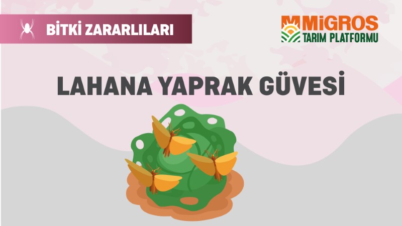 Bitki Zararlıları 18