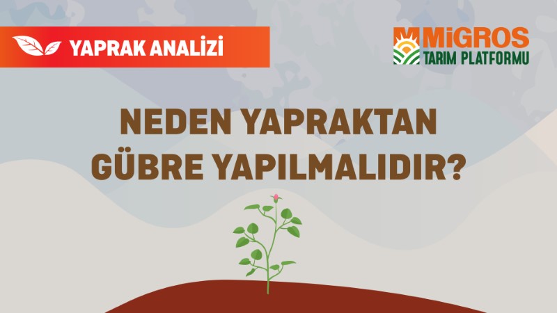 Şaduman Keser Yaprak Analizi 2