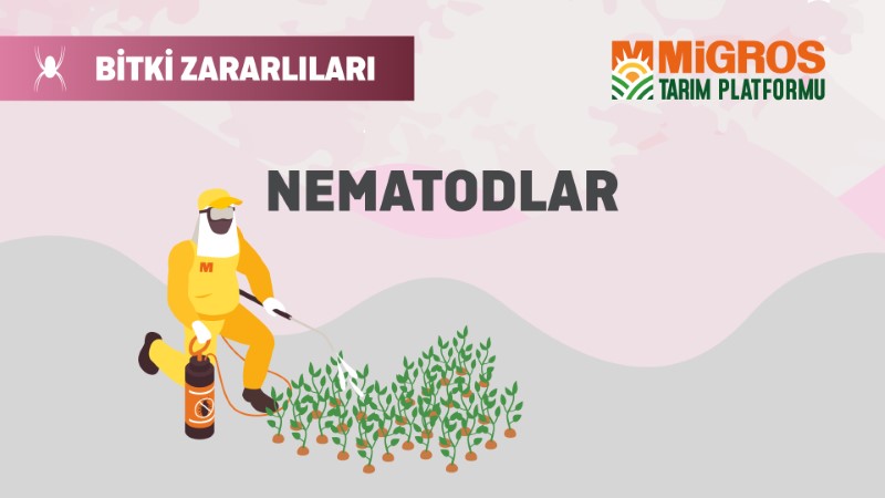 Bitki Zararlıları 3