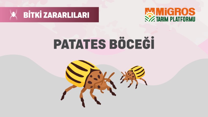 Bitki Zararlıları 11