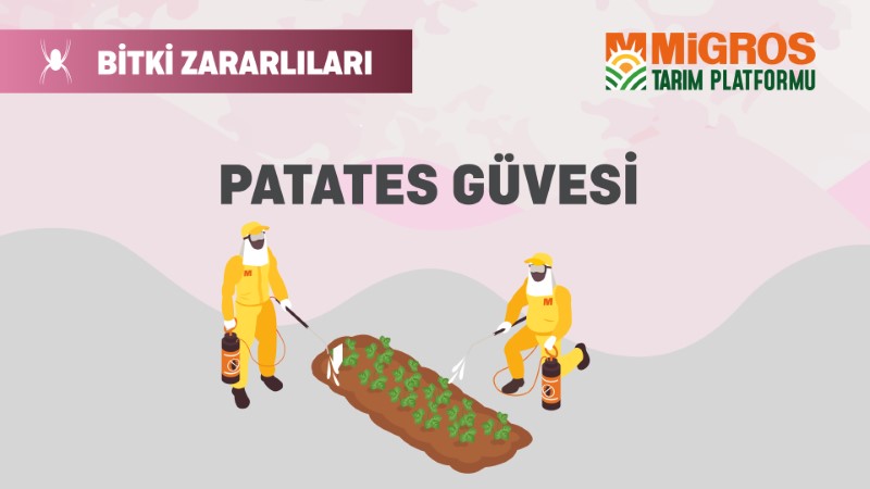 Bitki Zararlıları 12