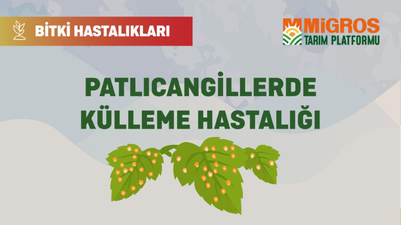Bitki Hastalıkları Bölüm 18