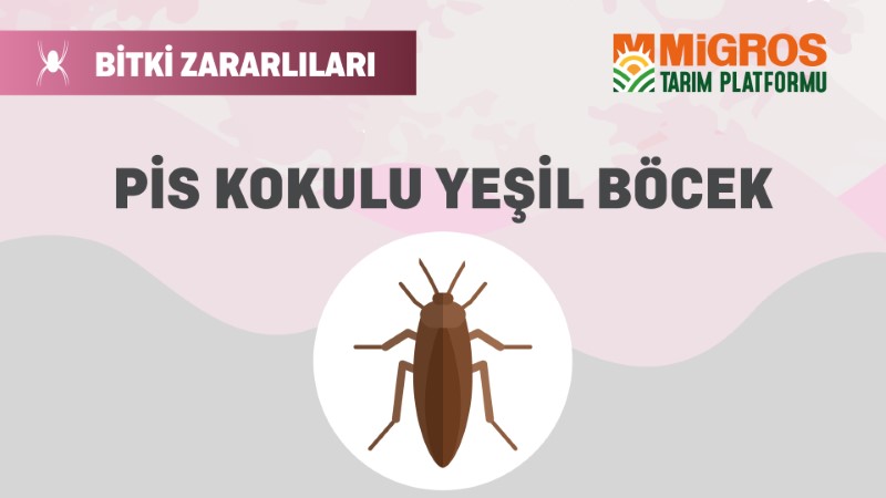 Bitki Zararlıları 19