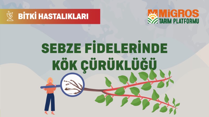 Bitki Hastalıkları - Sebze Fidelerinde Kök Çürüklüğü