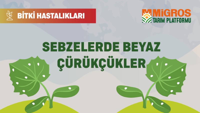 Bitki Hastalıkları - Sebzelerde Beyaz Çürükcükler