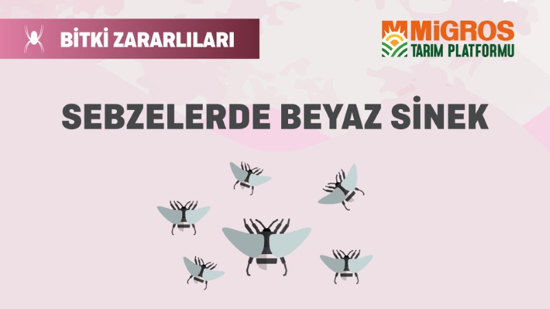 Bitki Zararlıları 9