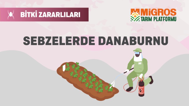 Bitki Zararlıları 4