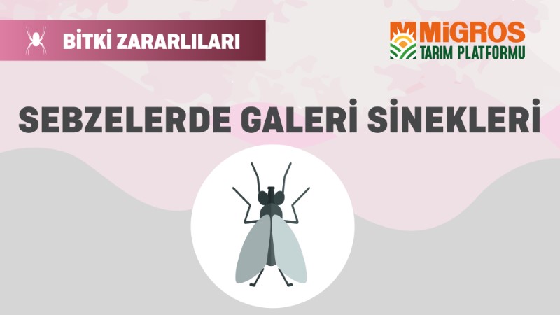 Bitki Zararlıları 16