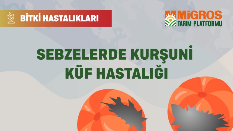 Bitki Hastalıkları - Sebzelerde Kurşuni Küf Hastalığı