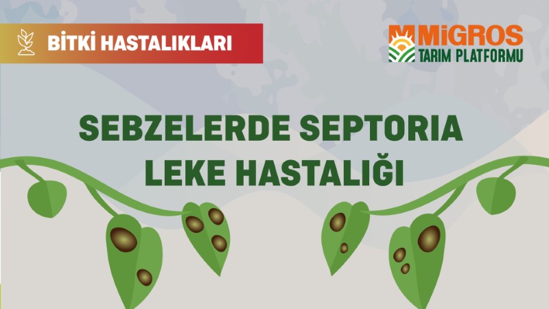 Bitki Hastalıkları - Sebzelerde Septoria Leke Hastalığı
