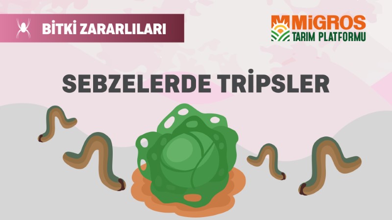 Bitki Zararlıları 13