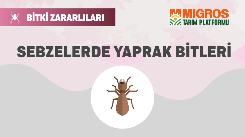 Bitki Zararlıları 8