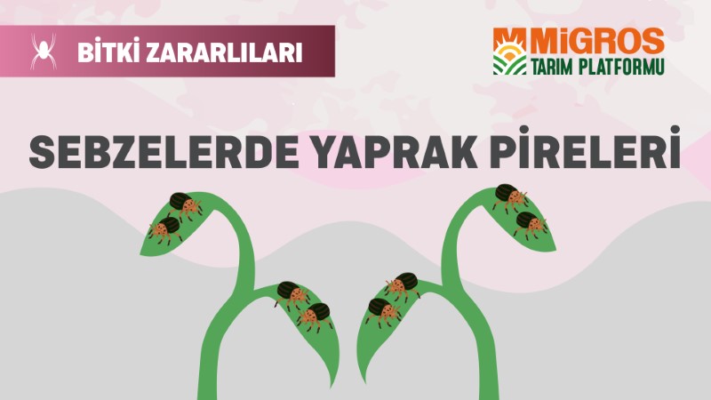Bitki Zararlıları 14