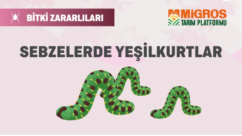 Bitki Zararlıları 15