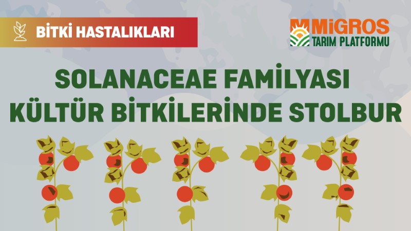 Bitki Hastalıkları - Solanaceae Familyası Kültür Bitkilerinde Stolbur