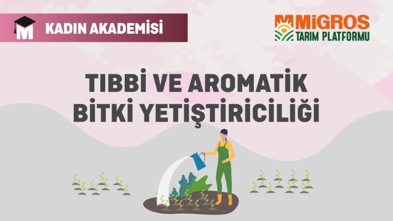 Tıbbi ve Aromatik Bitki Yetiştiriciliği