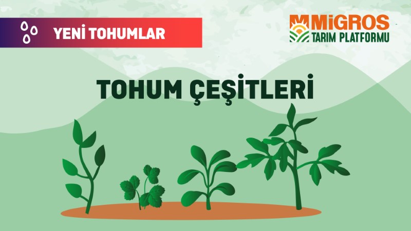 Malik Arsal Köse Yeni Tohumlar 2