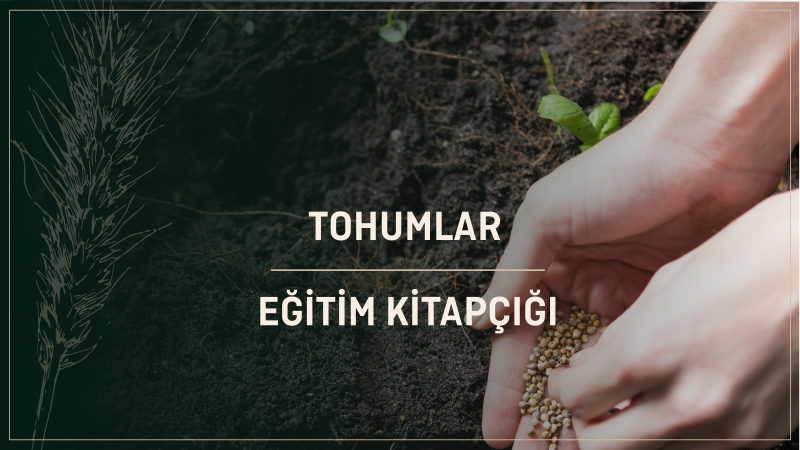 Tohumlar