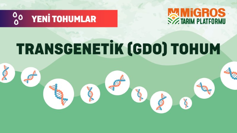 Malik Arsal Köse Yeni Tohumlar 8