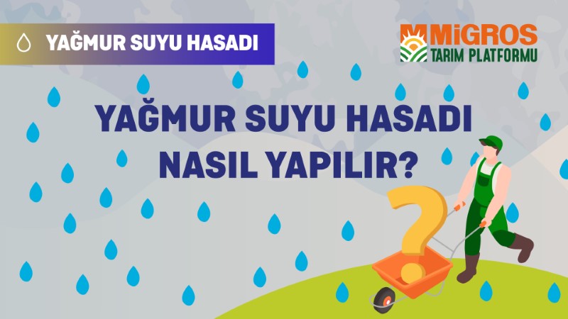 Mustafa Özgür Güral Yağmur Suyu Hasatı 2