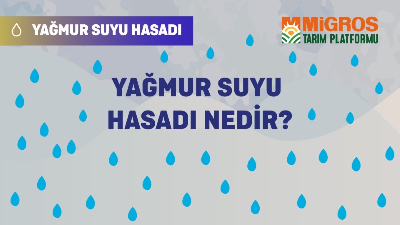 Mustafa Özgür Güral Yağmur Suyu Hasatı 1